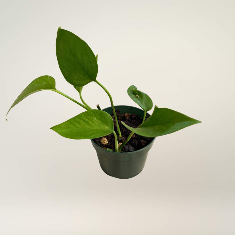 Pothos jade