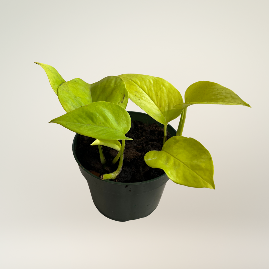 Pothos neon