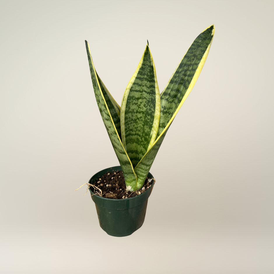 Sansevieria laurentii
