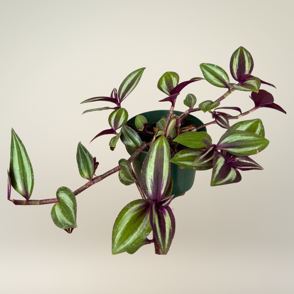 Tradescantia zebrina