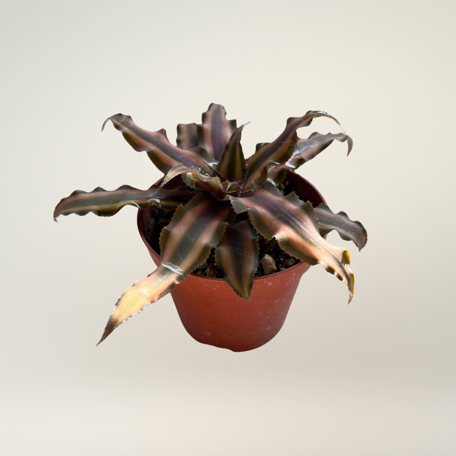 Crypanthus pink star