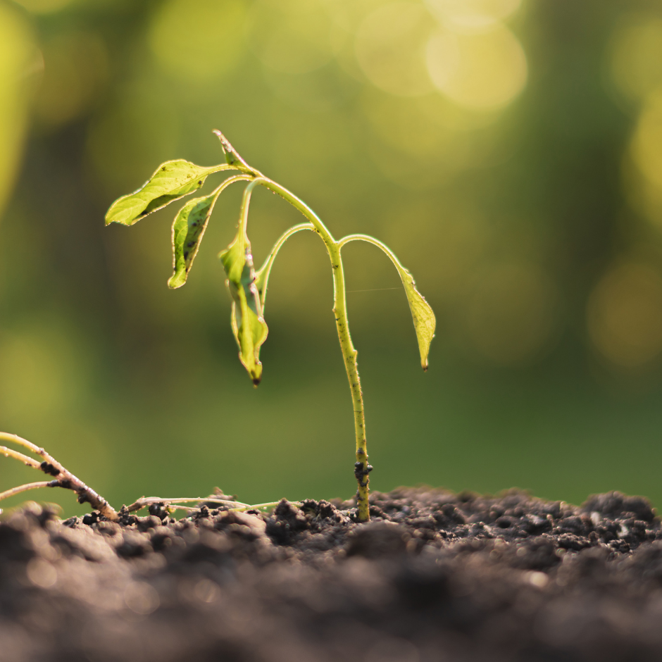 ANTI-ESTRÉS NATURALIST