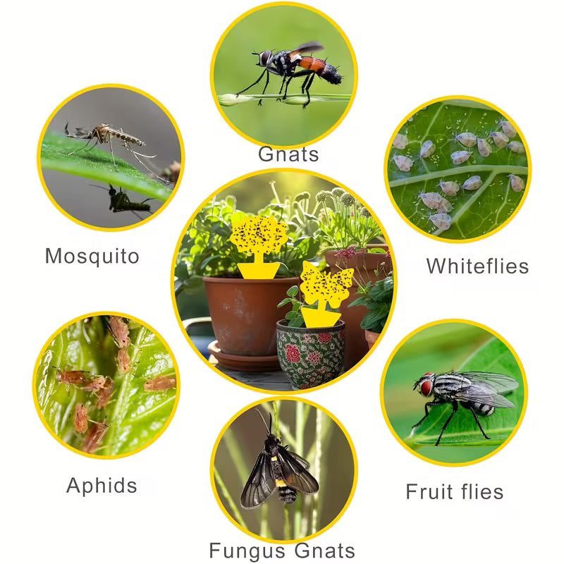 Trampa pegagosa para insectos