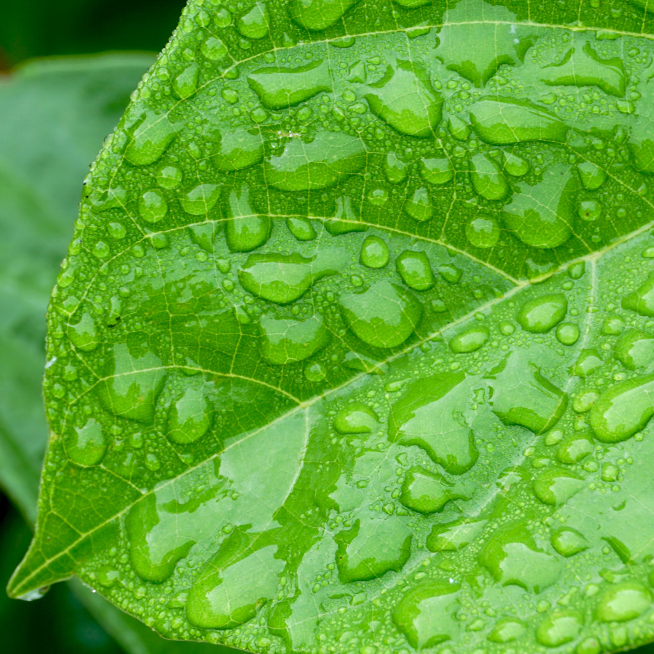 FERTILIZANTE FOLIAR NATURALIST