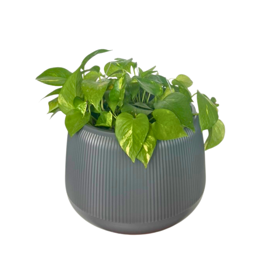 MACETA PEBBLES GRANDE