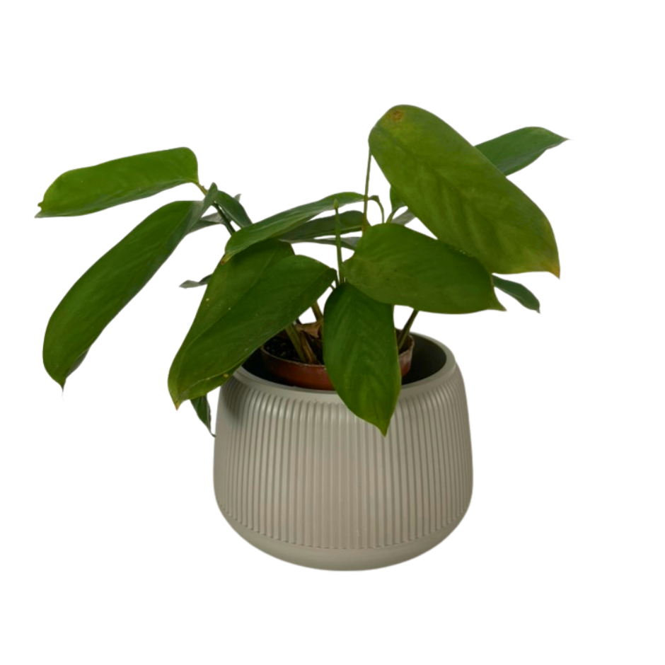 MACETA PEBBLES PEQUEÑA