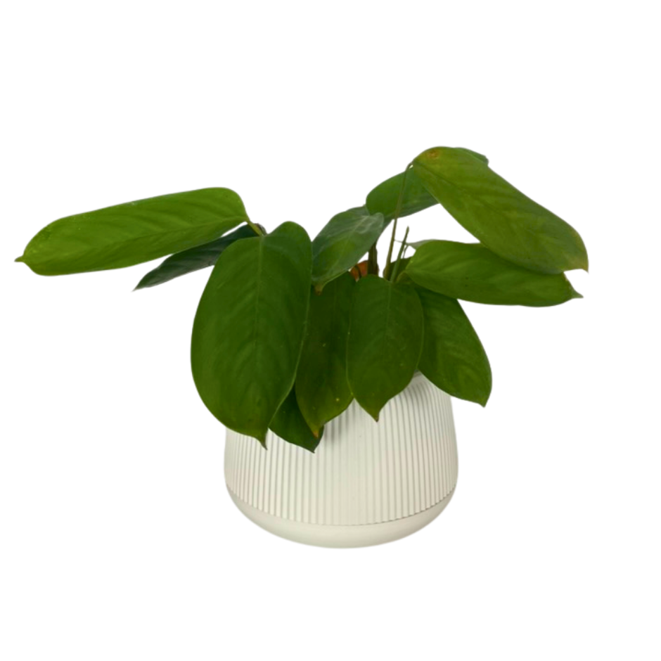 MACETA PEBBLES PEQUEÑA