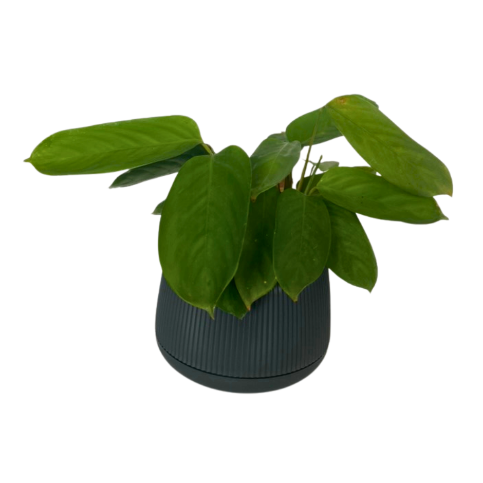 MACETA PEBBLES PEQUEÑA