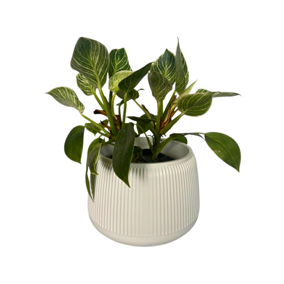 MACETA PEBBLES MEDIANA