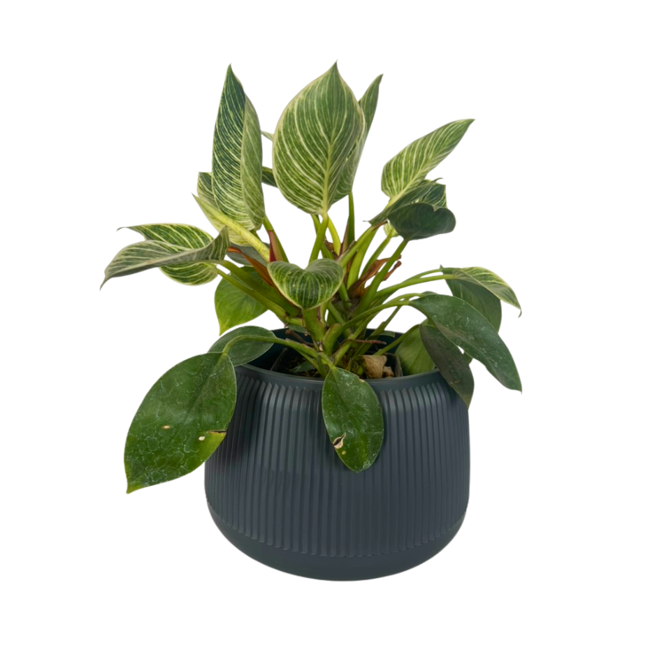 MACETA PEBBLES MEDIANA