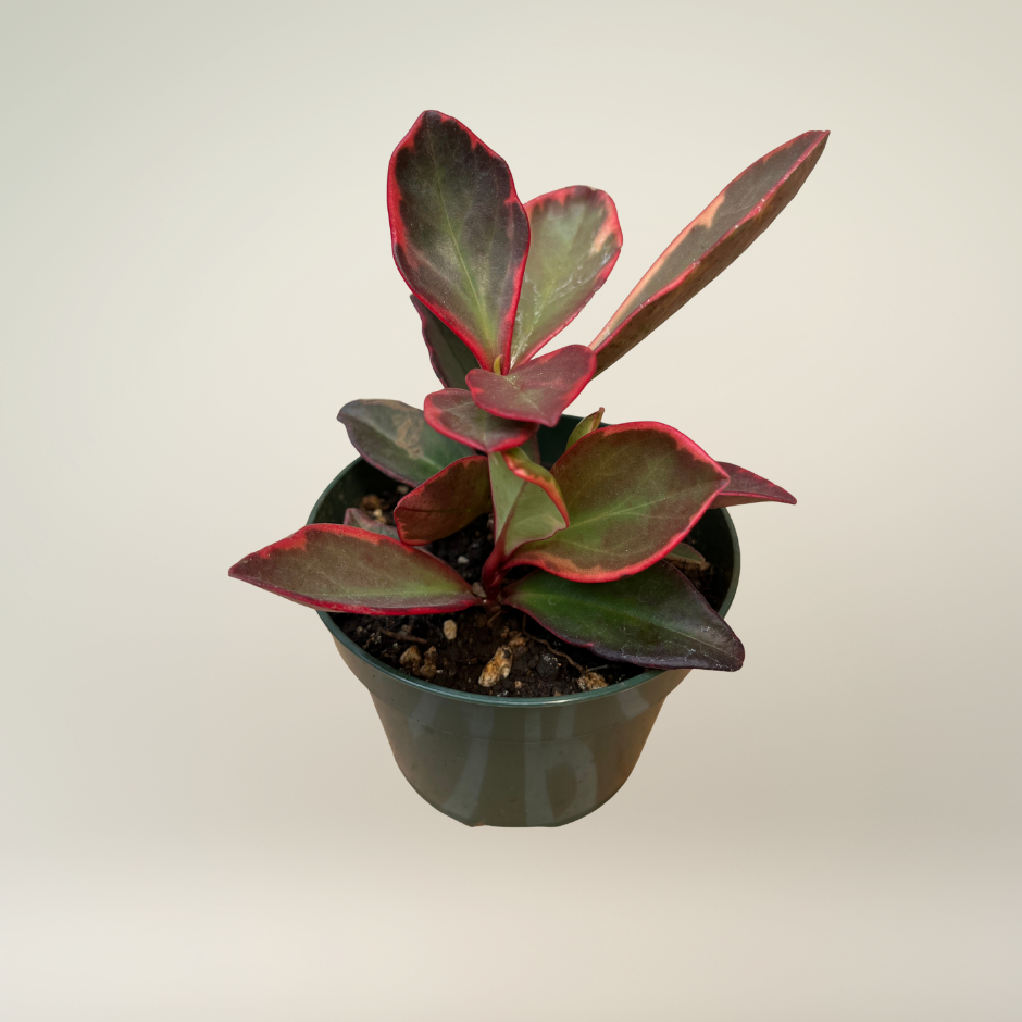 Peperomia Ginny