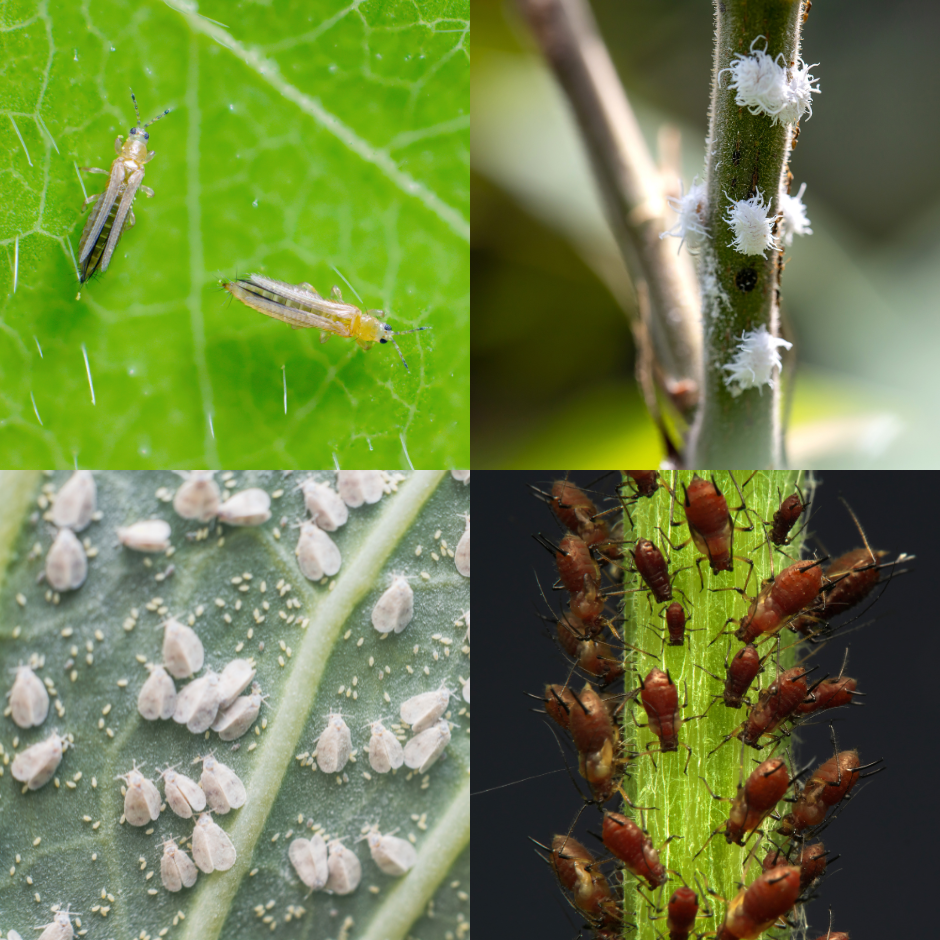 JABÓN POTÁSICO NATURALIST