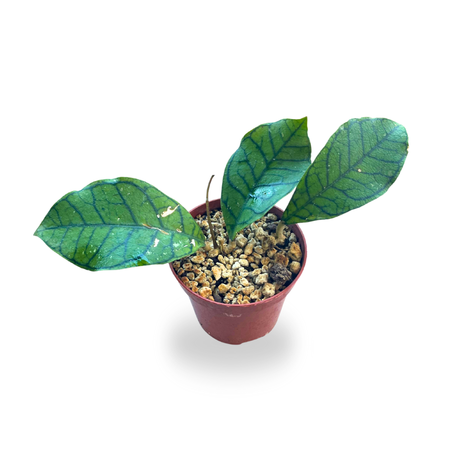 Hoya callistophylla Kallimantan