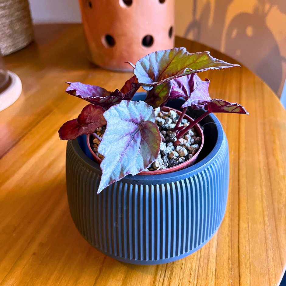 Begonia Shadow King Pink