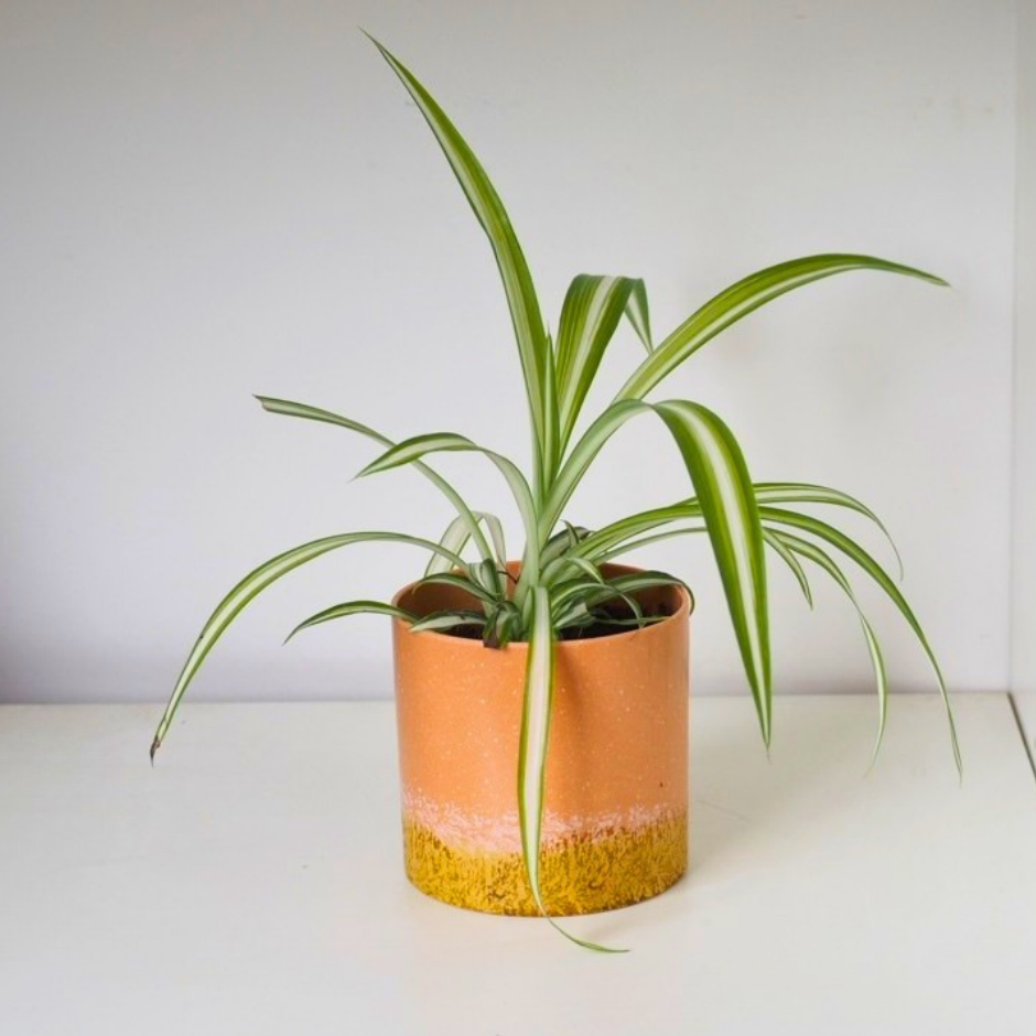Spider plant en maceta Archie