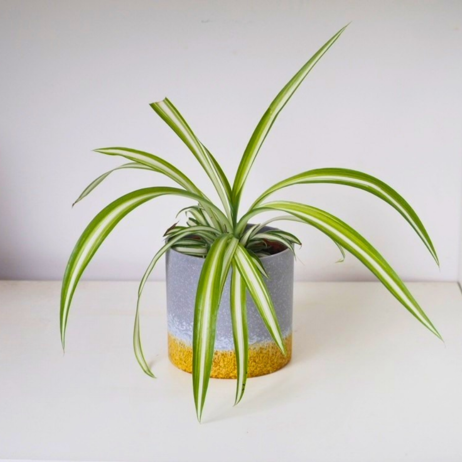 Spider plant en maceta Archie
