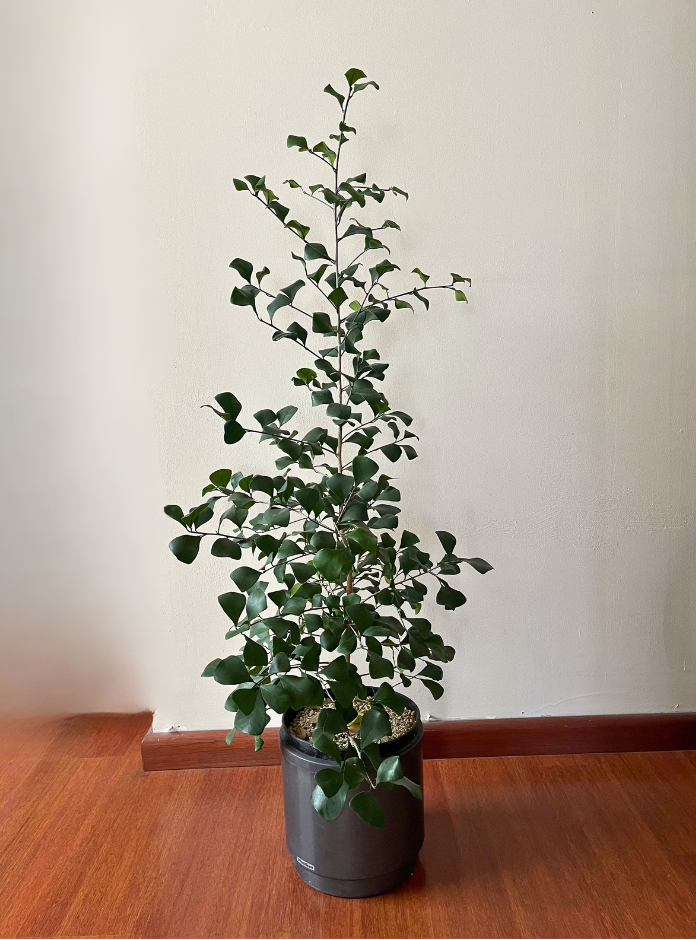 Ficus triangularis – Planta de Interior - Hojas con Forma Triangular
