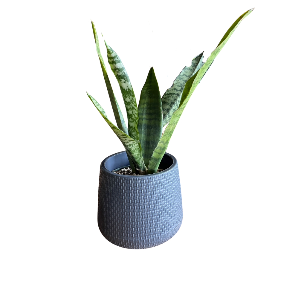SANSEVIERIA LAURENTII EN MACETA