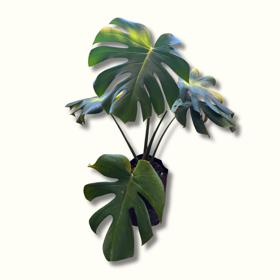 Monstera deliciosa