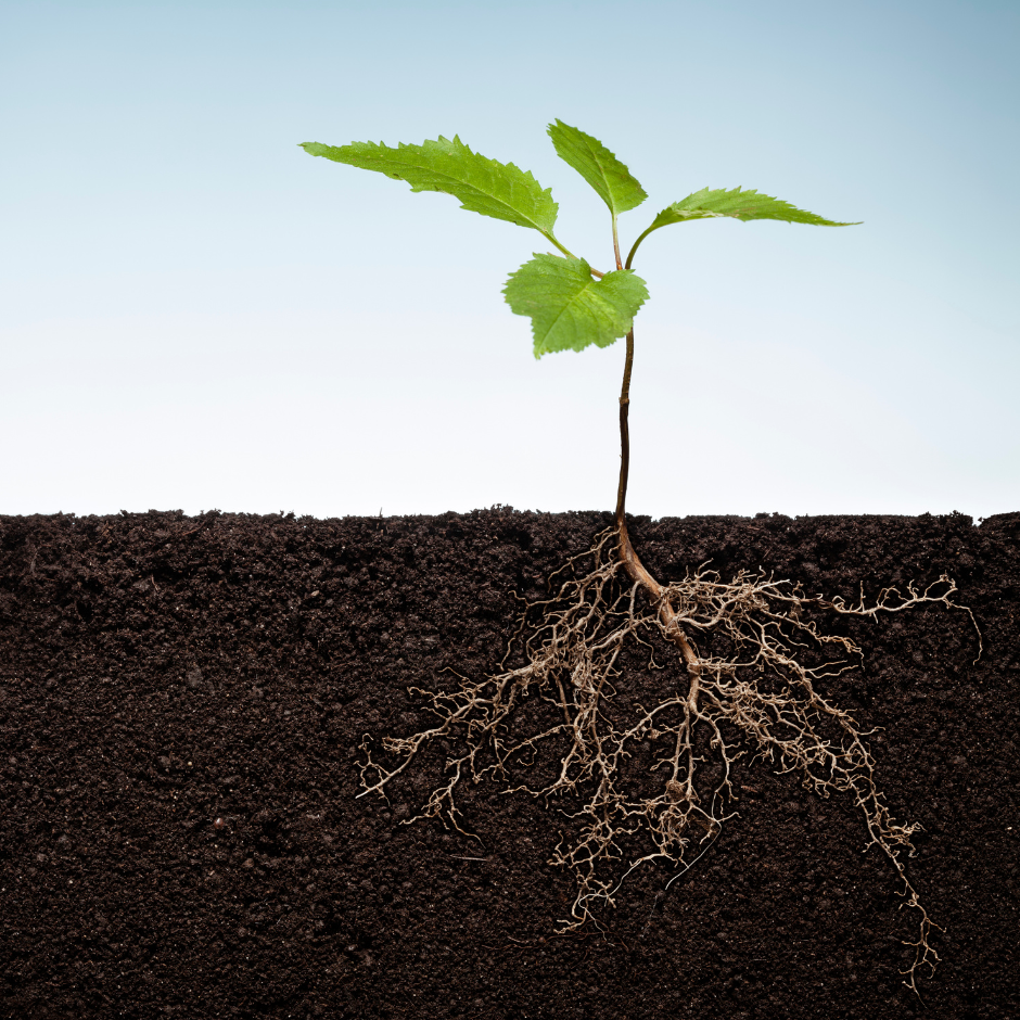 ENRAIZANTE NATURALIST